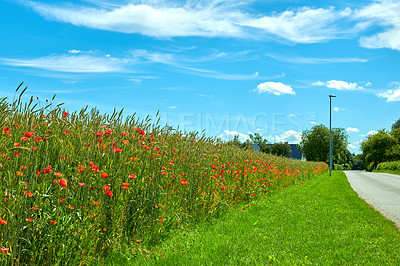 Buy stock photo A  photo of poppies in the countryside in early summer - Denmark