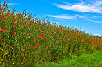 Poppies in a grain field