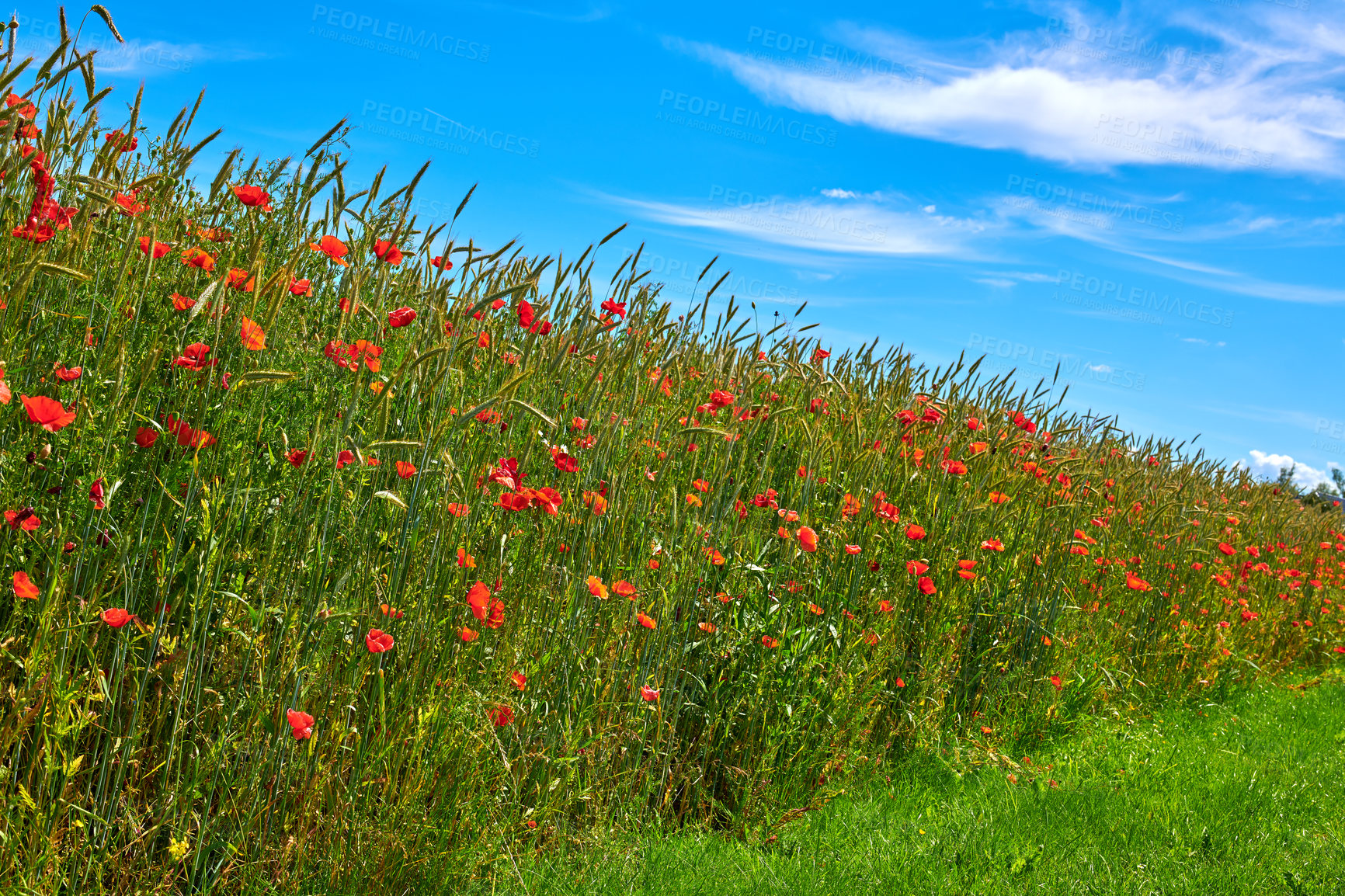 Buy stock photo A  photo of poppies in the countryside in early summer - Denmark