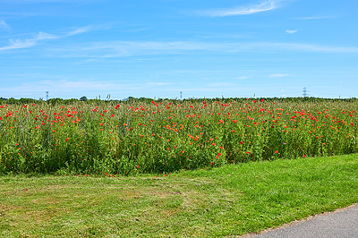 Buy stock photo Poppies, outdoor spring and natural peace in countryside, sustainable environment and flowers. Plants, meadow and eco friendly flora on vacation in Denmark, road and bush for botanical papaveraceae