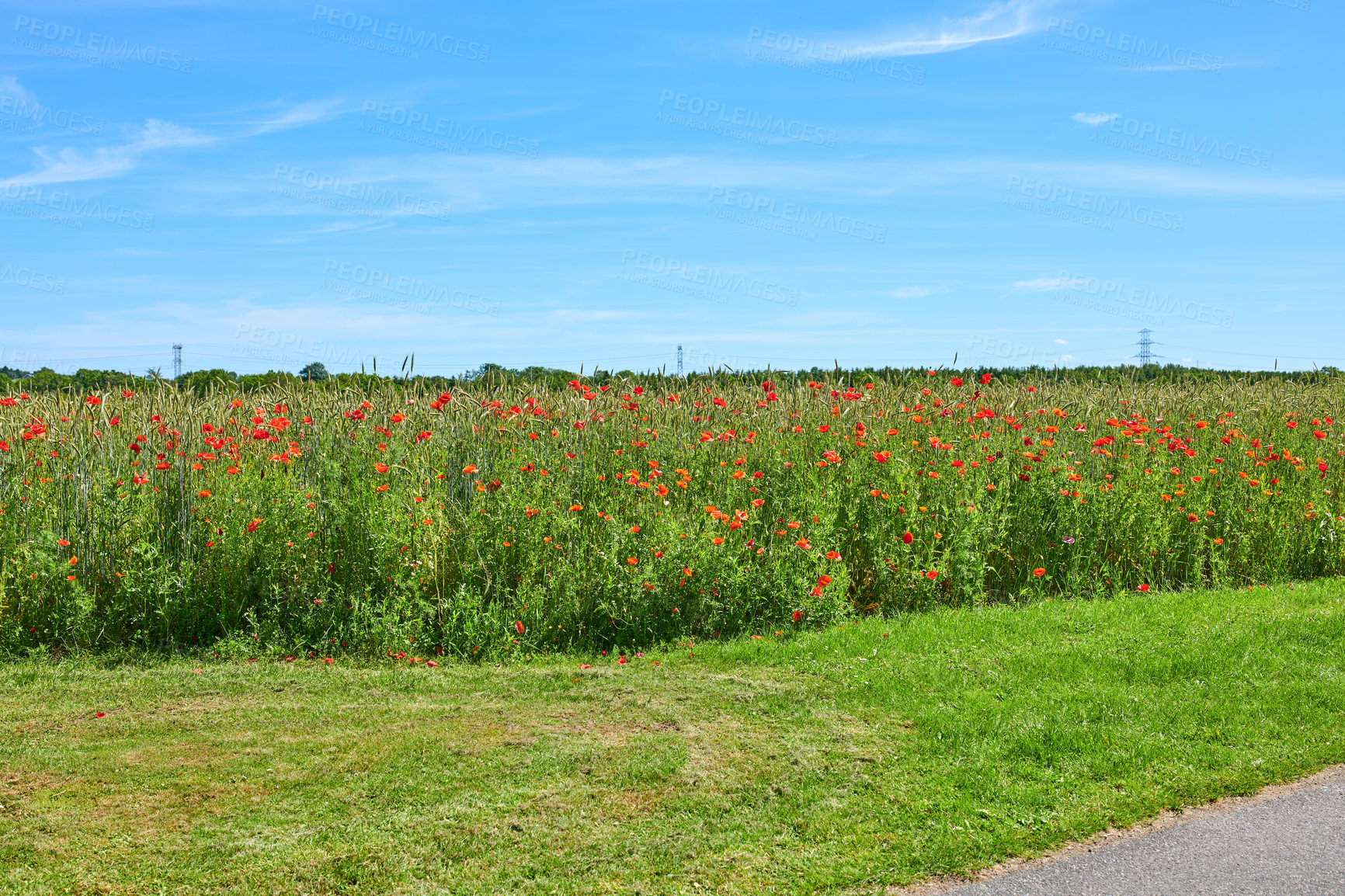 Buy stock photo A  photo of poppies in the countryside in early summer - Denmark