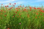 Poppies in a grain field