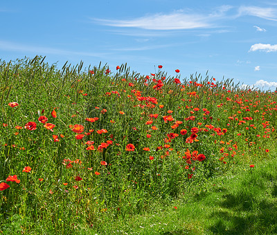 Buy stock photo A  photo of poppies in the countryside in early summer - Denmark