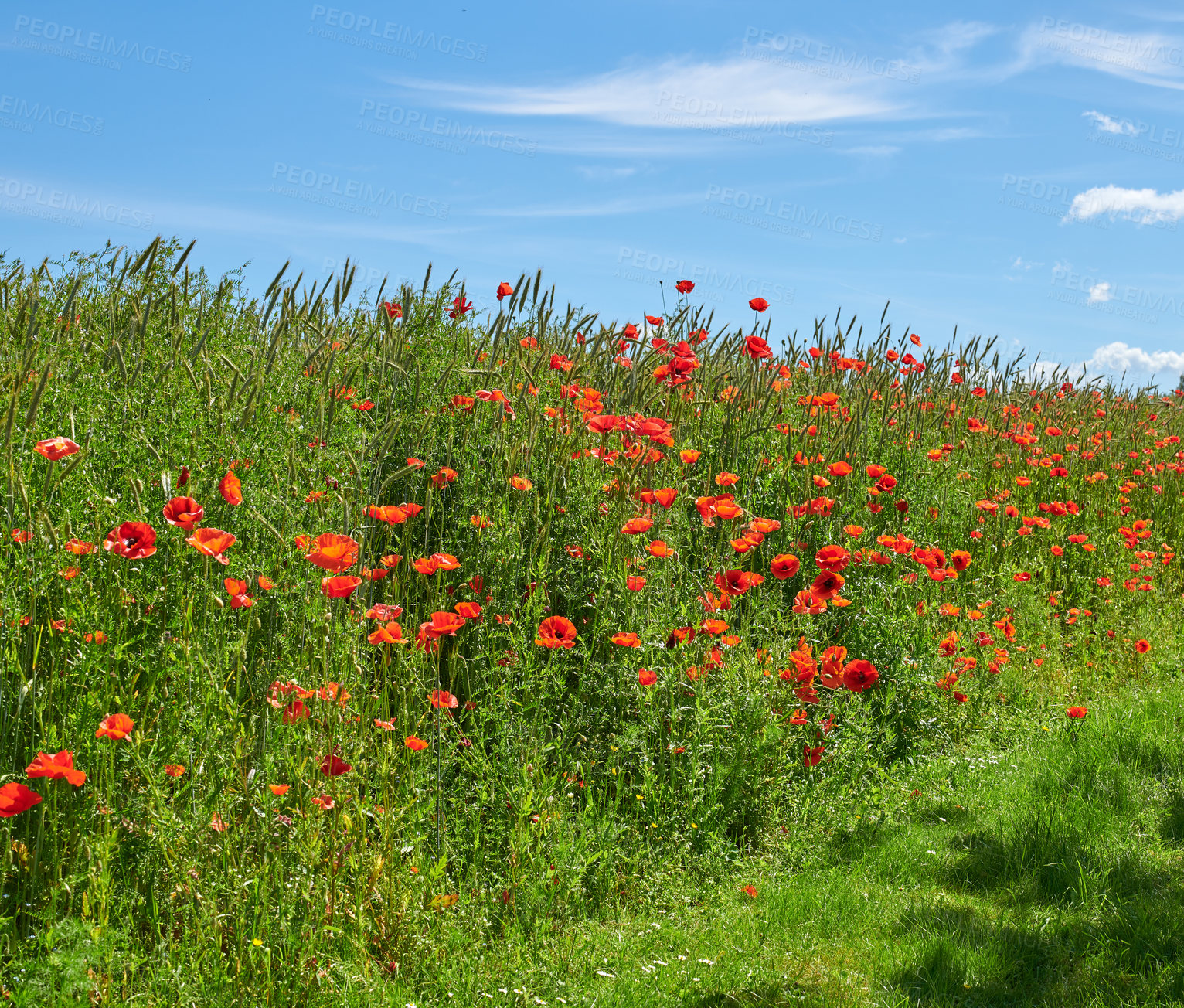 Buy stock photo A  photo of poppies in the countryside in early summer - Denmark