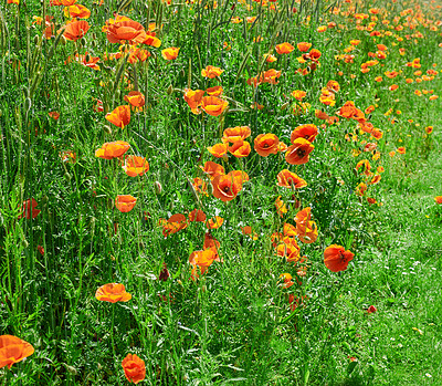 Buy stock photo Poppies, field closeup and natural growth in countryside, sustainable environment and flowers. Plants, meadow and eco friendly flora on vacation in Denmark, zen and bush for botanical papaveraceae