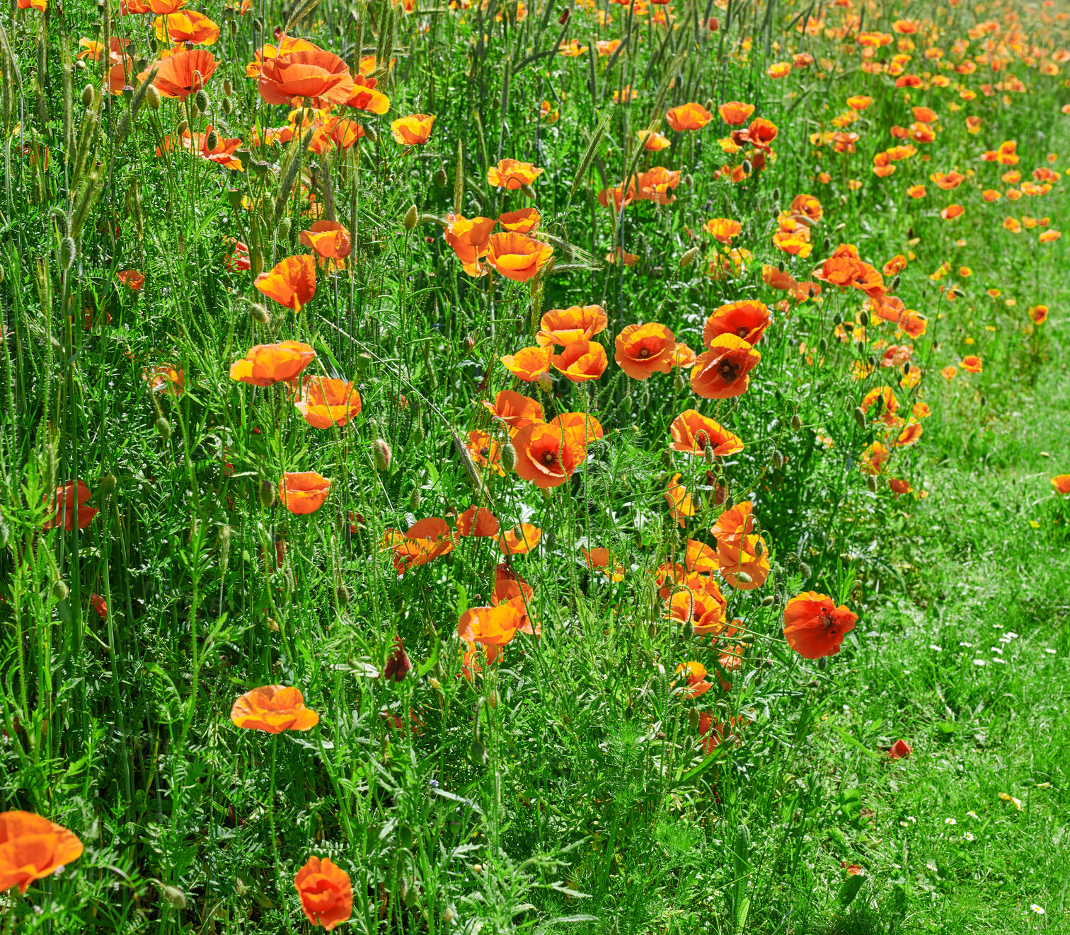 Buy stock photo A  photo of poppies in the countryside in early summer - Denmark