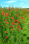 Poppies in a grain field