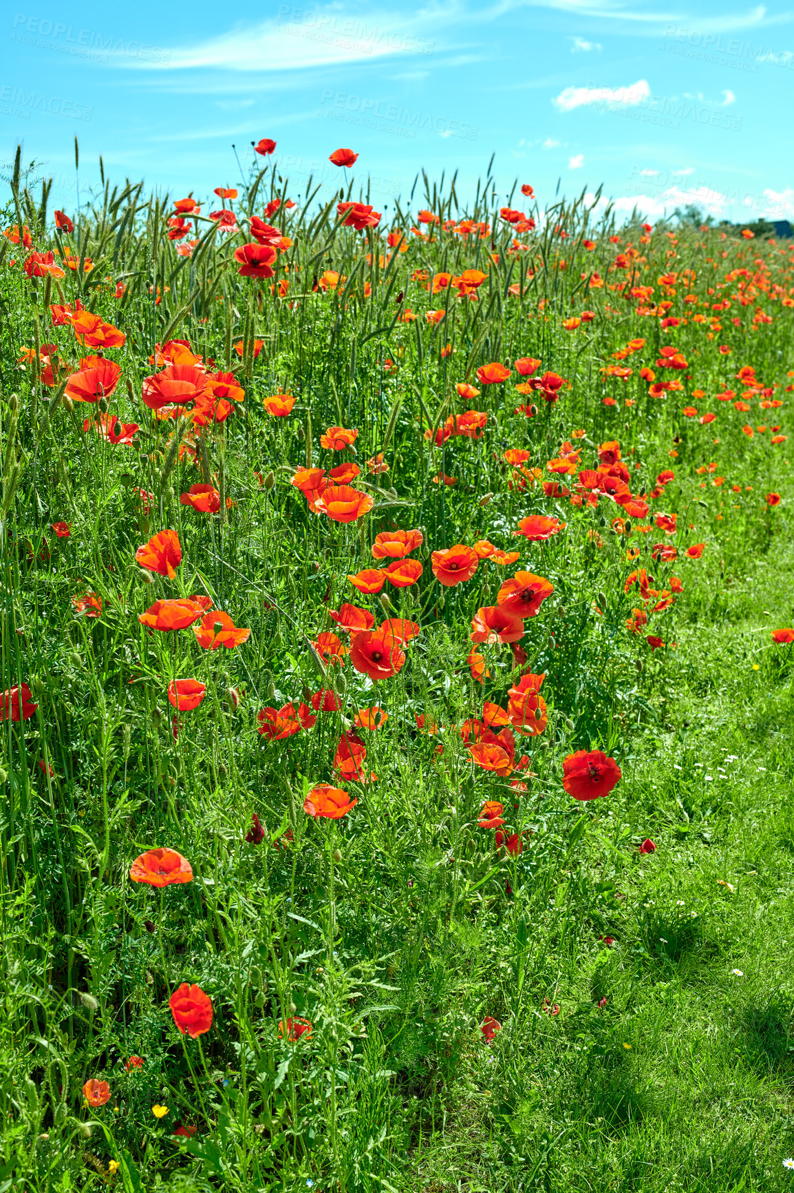 Buy stock photo Poppies, outdoor field and natural leaves in countryside, sustainable environment and flowers. Plants, meadow and eco friendly flora on vacation in Denmark, forest and bush for botanical papaveraceae