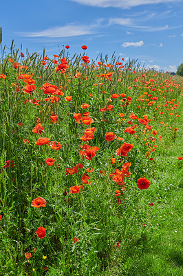 Buy stock photo A  photo of poppies in the countryside in early summer - Denmark