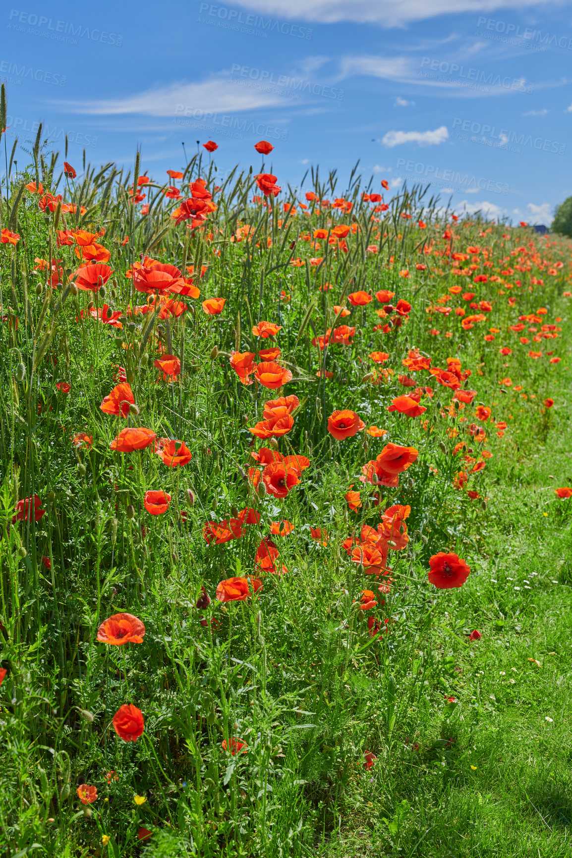 Buy stock photo A  photo of poppies in the countryside in early summer - Denmark