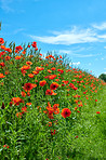 Poppies in a grain field