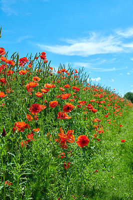 Buy stock photo A  photo of poppies in the countryside in early summer - Denmark