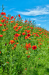 Poppies in a grain field