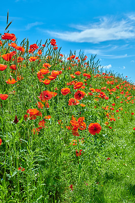 Buy stock photo A  photo of poppies in the countryside in early summer - Denmark