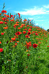 Poppies in a grain field