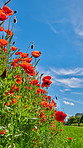 Poppies in a grain field