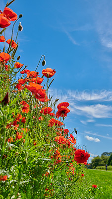 Buy stock photo A  photo of poppies in the countryside in early summer - Denmark