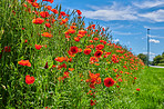 Poppies in a grain field