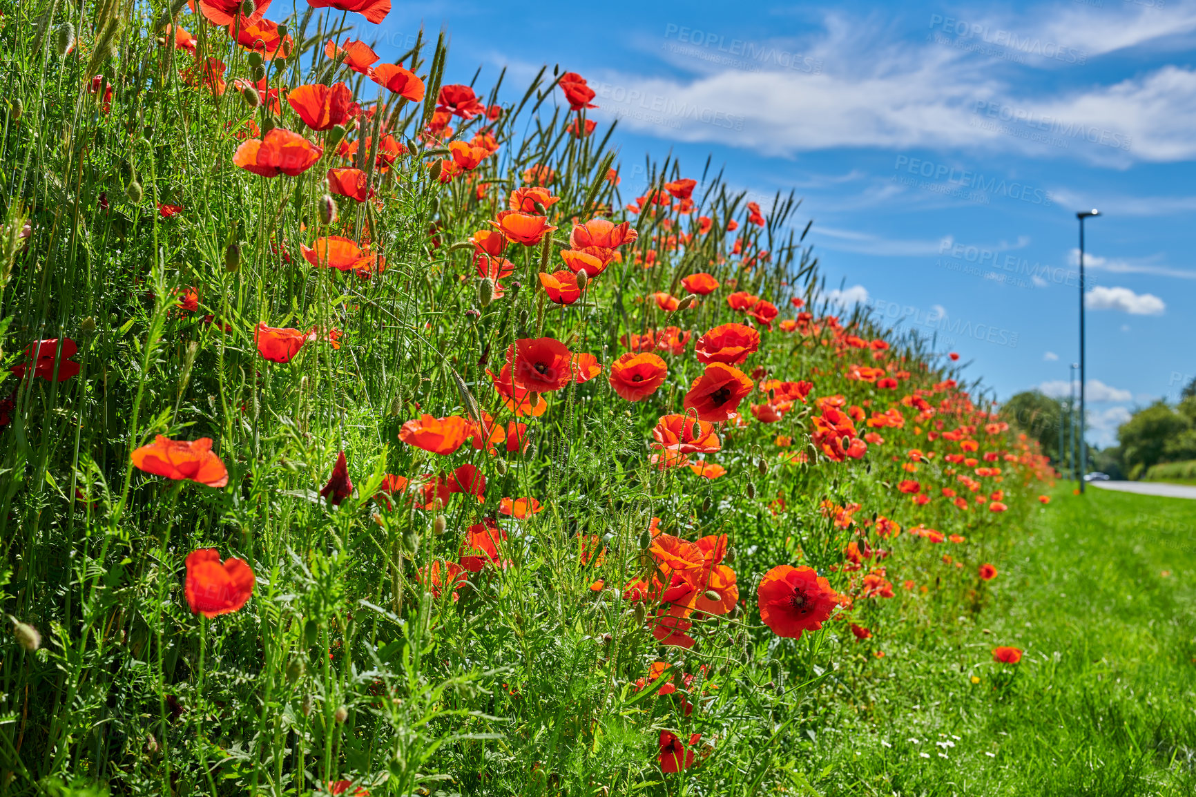 Buy stock photo A  photo of poppies in the countryside in early summer - Denmark