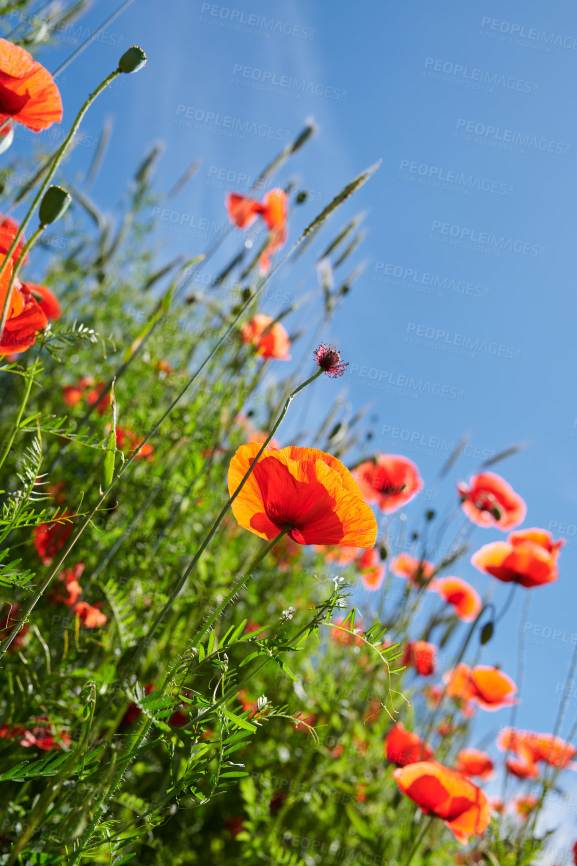 Buy stock photo A  photo of poppies in the countryside in early summer - Denmark