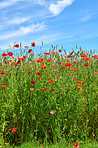 Poppies in a grain field