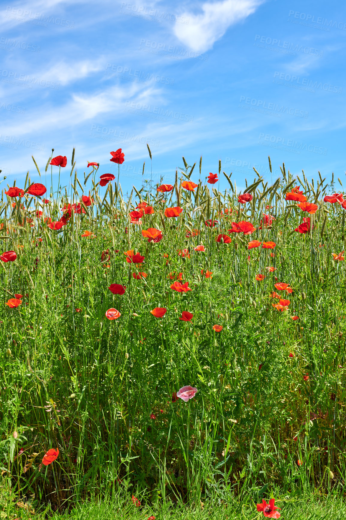 Buy stock photo A  photo of poppies in the countryside in early summer - Denmark