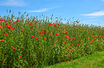 Poppies in a grain field