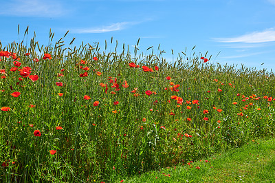 Buy stock photo A  photo of poppies in the countryside in early summer - Denmark