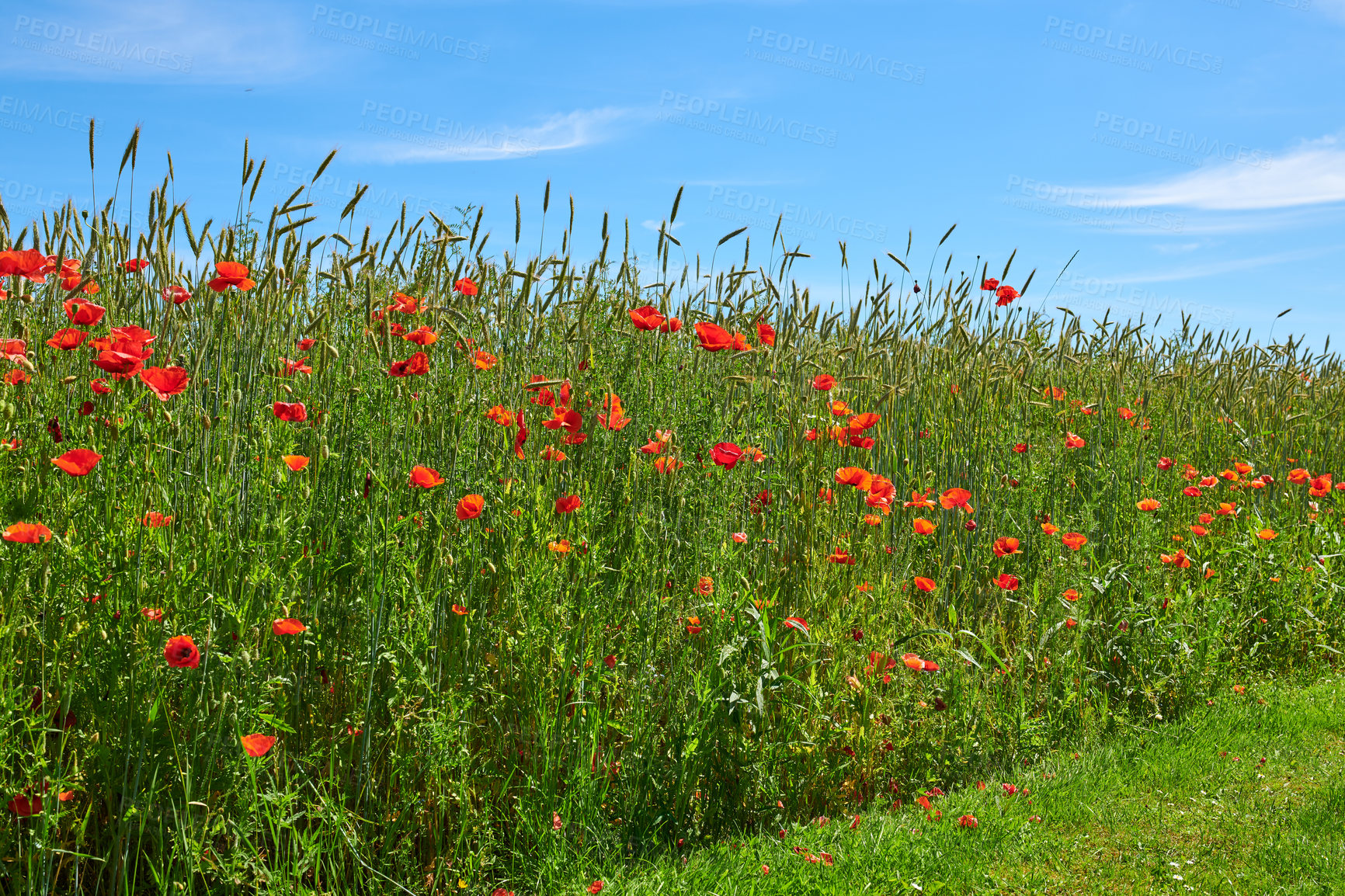 Buy stock photo A  photo of poppies in the countryside in early summer - Denmark