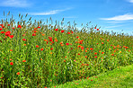 Poppies in a grain field