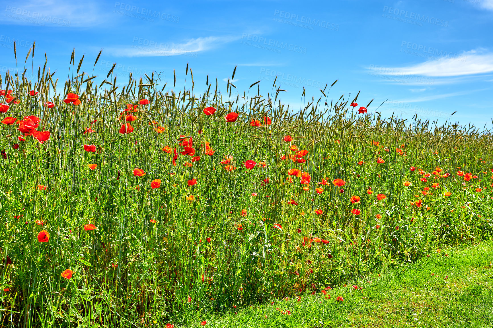 Buy stock photo Poppies, outdoor field and natural growth in countryside, sustainable environment and flowers. Plants, meadow and eco friendly flora on vacation in Denmark, garden and bush for botanical papaveraceae