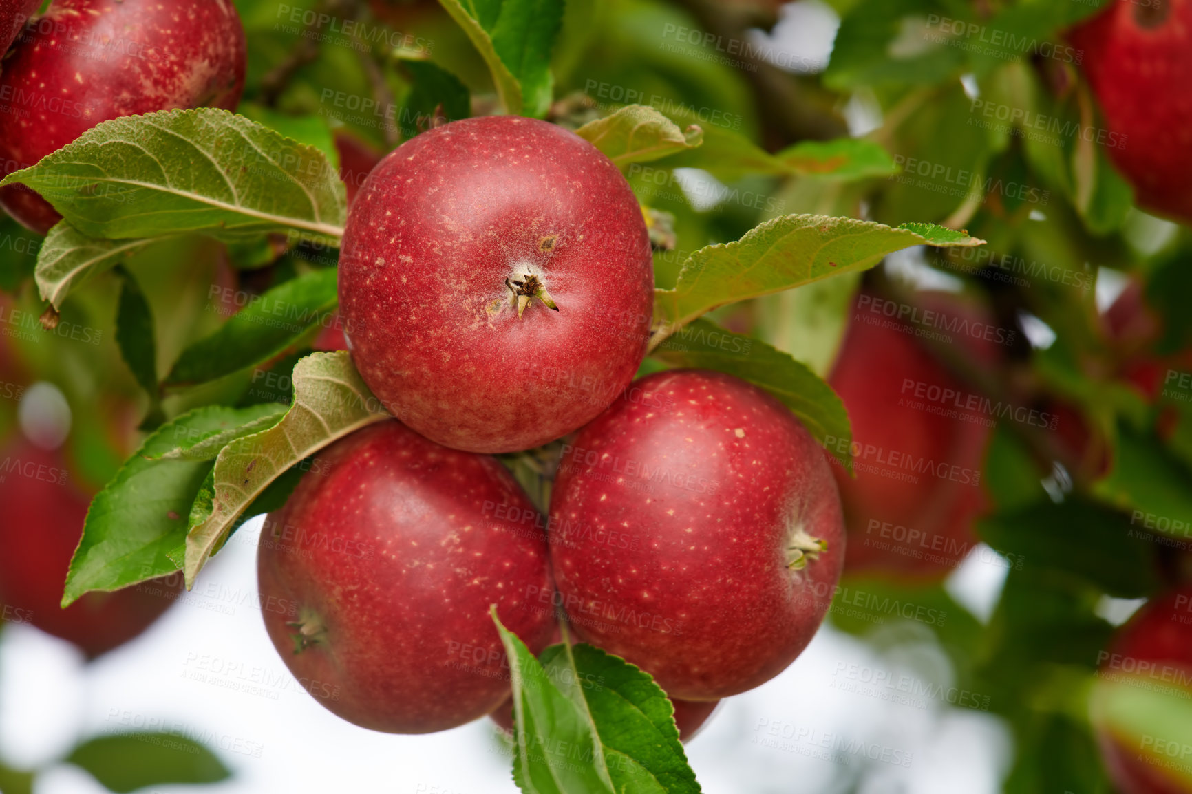 Buy stock photo A photo of taste and beautiful red apples