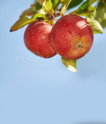 Buy stock photo A photo of taste and beautiful red apples