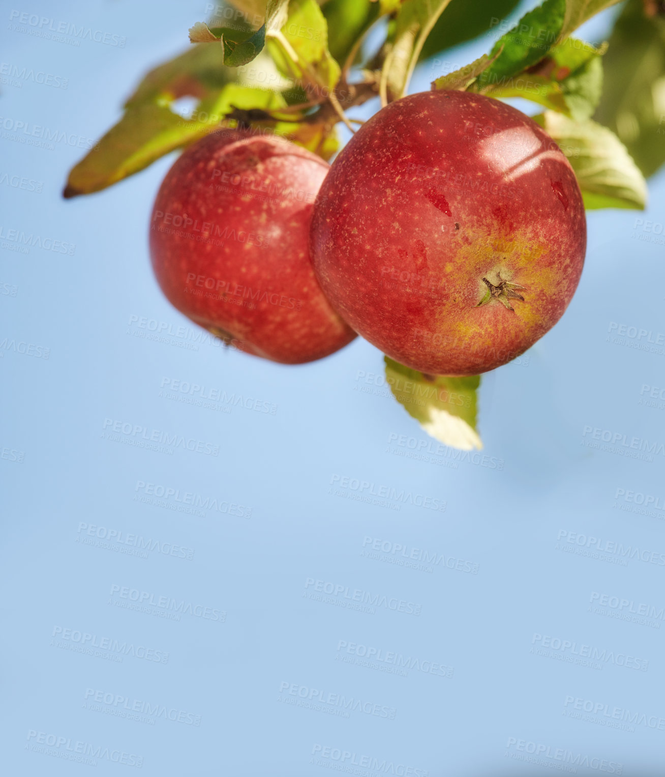 Buy stock photo A photo of taste and beautiful red apples