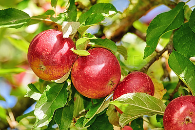 Buy stock photo A photo of taste and beautiful red apples