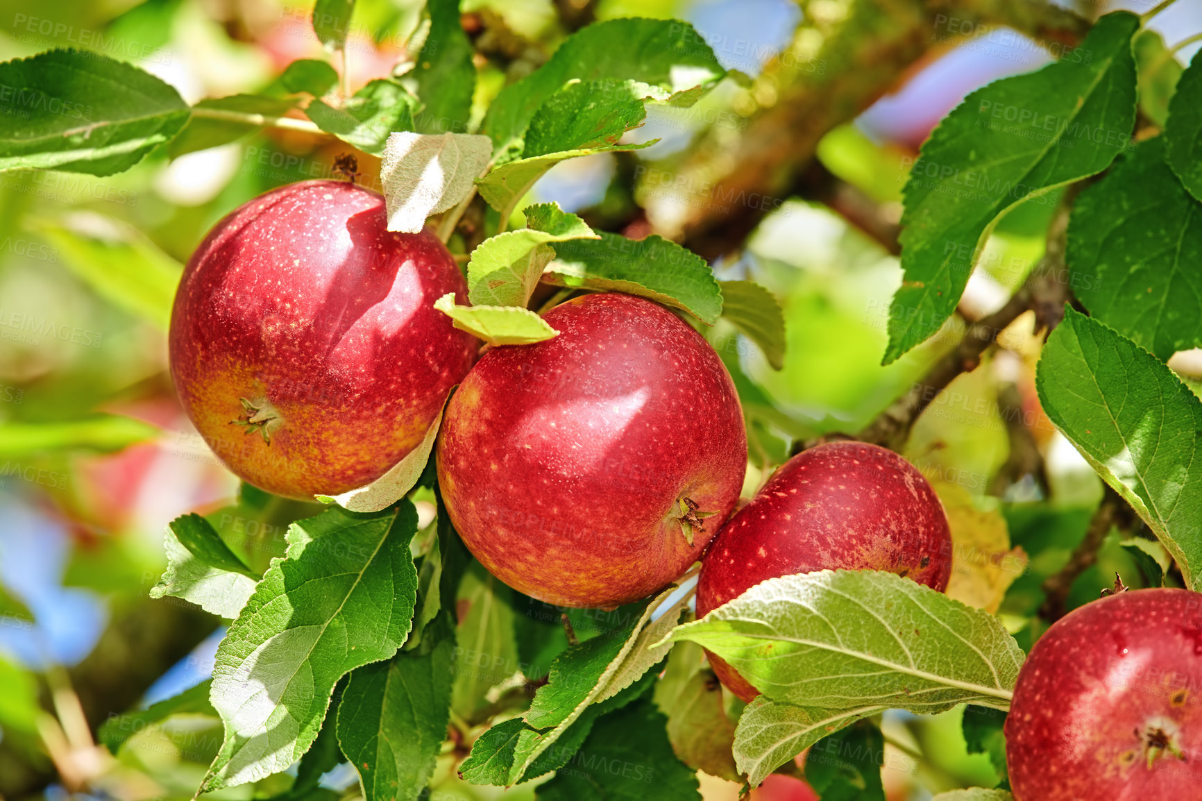 Buy stock photo A photo of taste and beautiful red apples