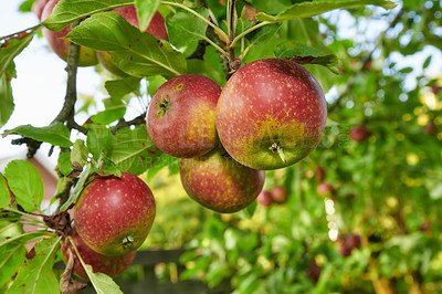 Buy stock photo A photo of taste and beautiful red apples