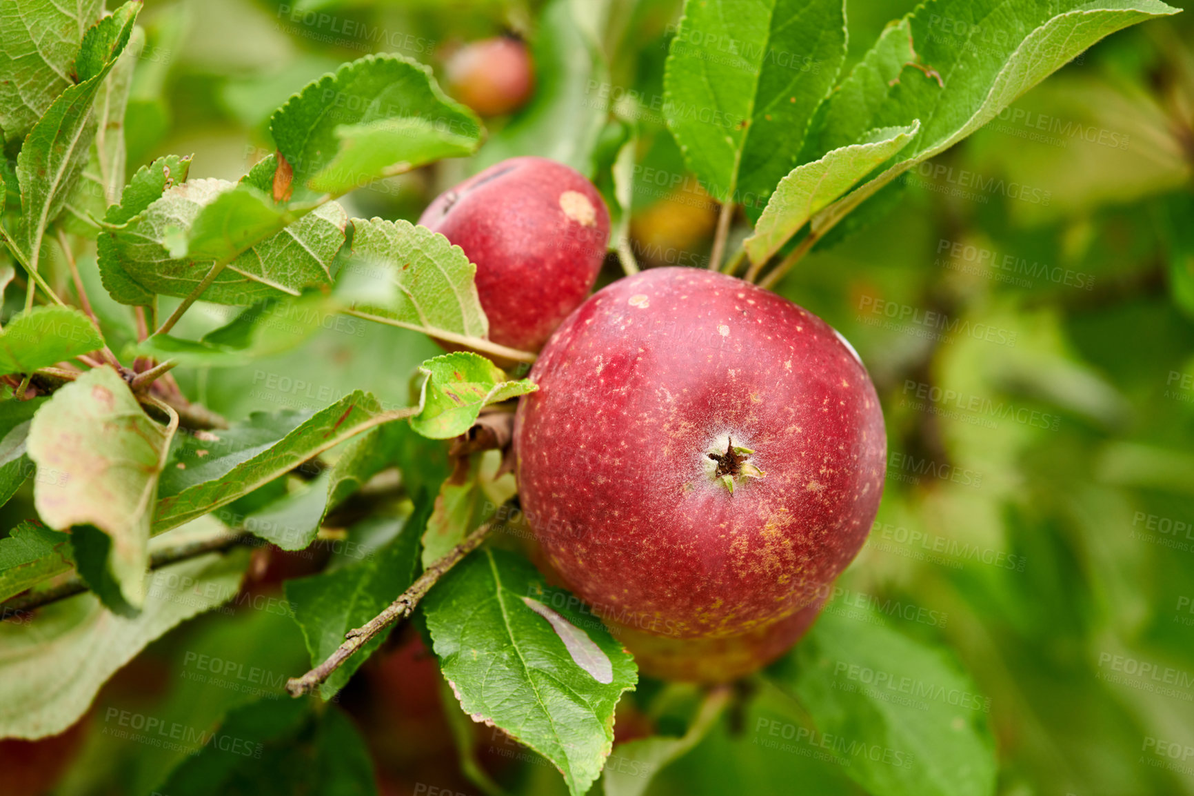 Buy stock photo A photo of taste and beautiful red apples