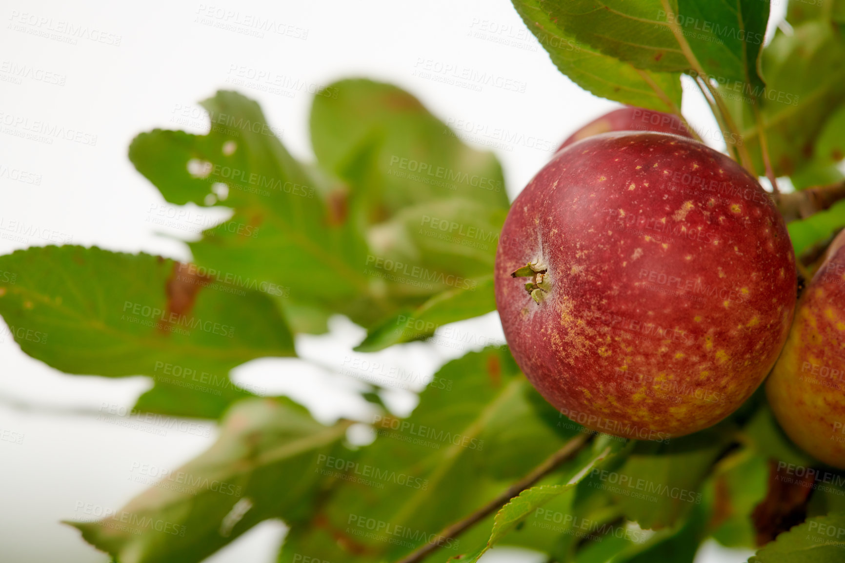 Buy stock photo A photo of taste and beautiful red apples