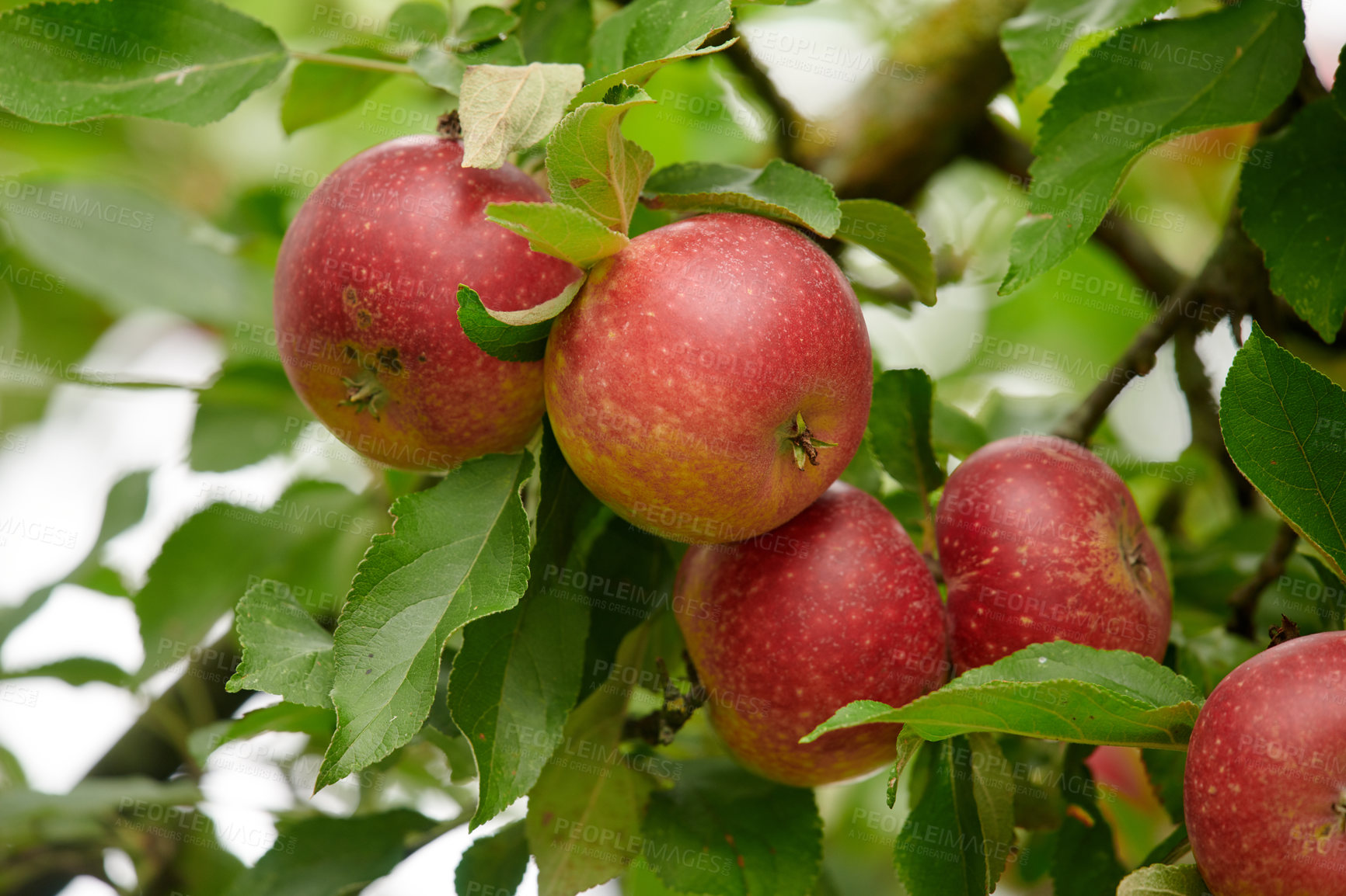 Buy stock photo A photo of taste and beautiful red apples