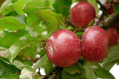 Buy stock photo A photo of taste and beautiful red apples