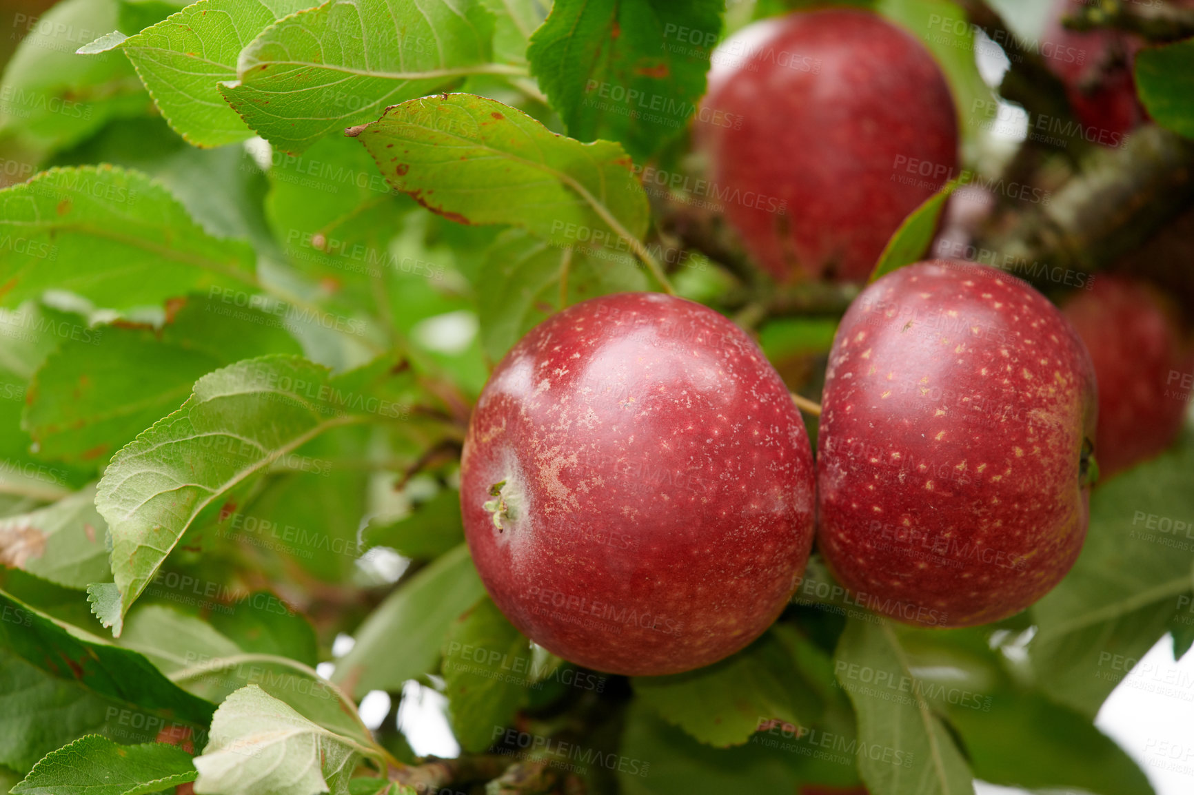 Buy stock photo A photo of taste and beautiful red apples