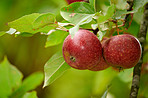 Agriculture, farm and organic with apple tree on orchard for growth, harvest or sustainability. Environment, food and nature with red fruit growing in rural countryside for agricultural industry