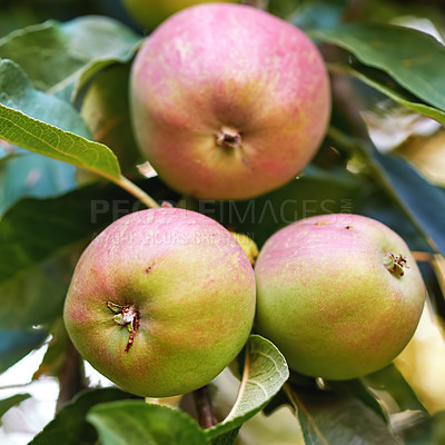 Buy stock photo A photo of taste and beautiful red apples