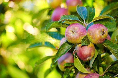 Buy stock photo A photo of taste and beautiful red apples