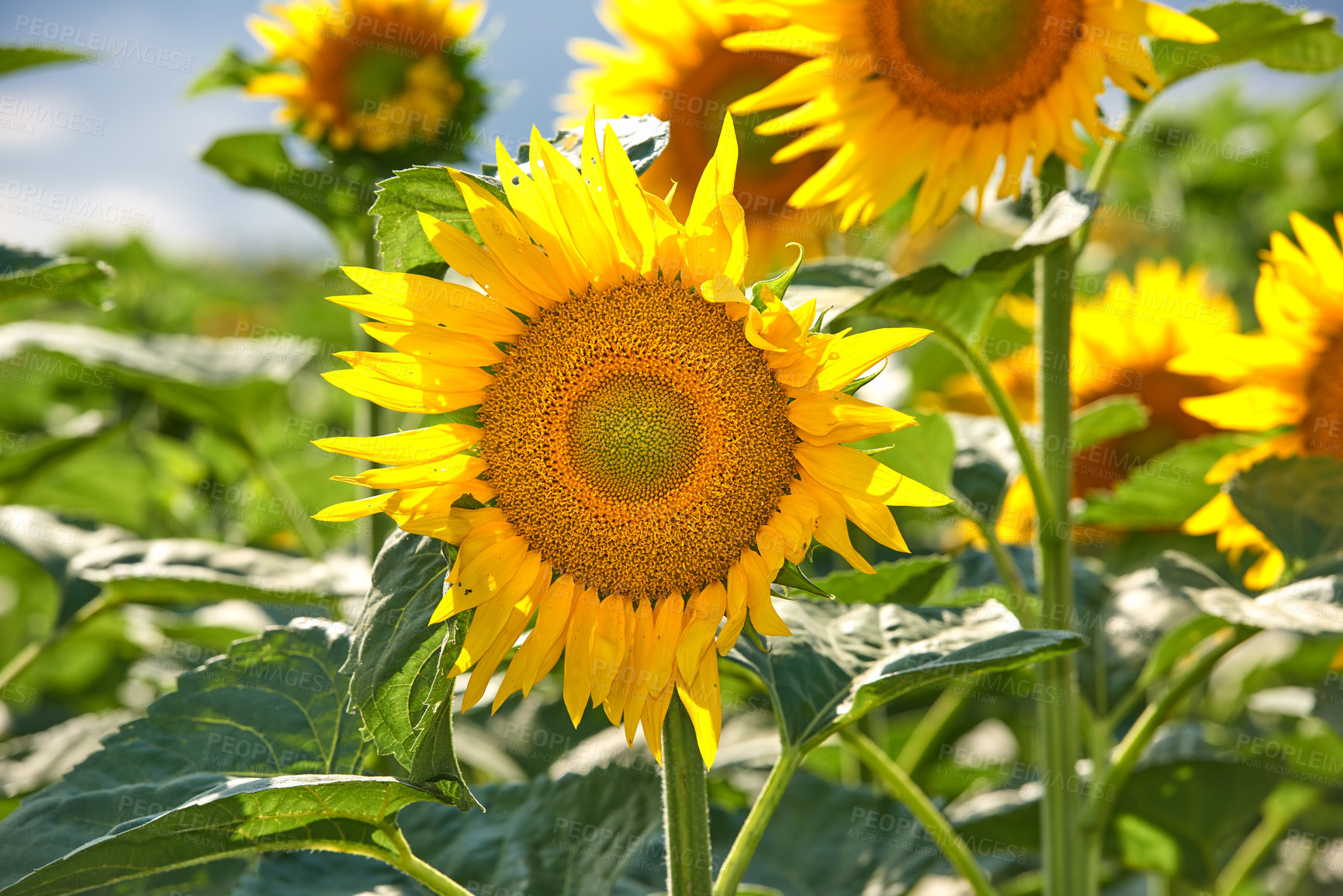 Buy stock photo Sunflowers on a sunny day