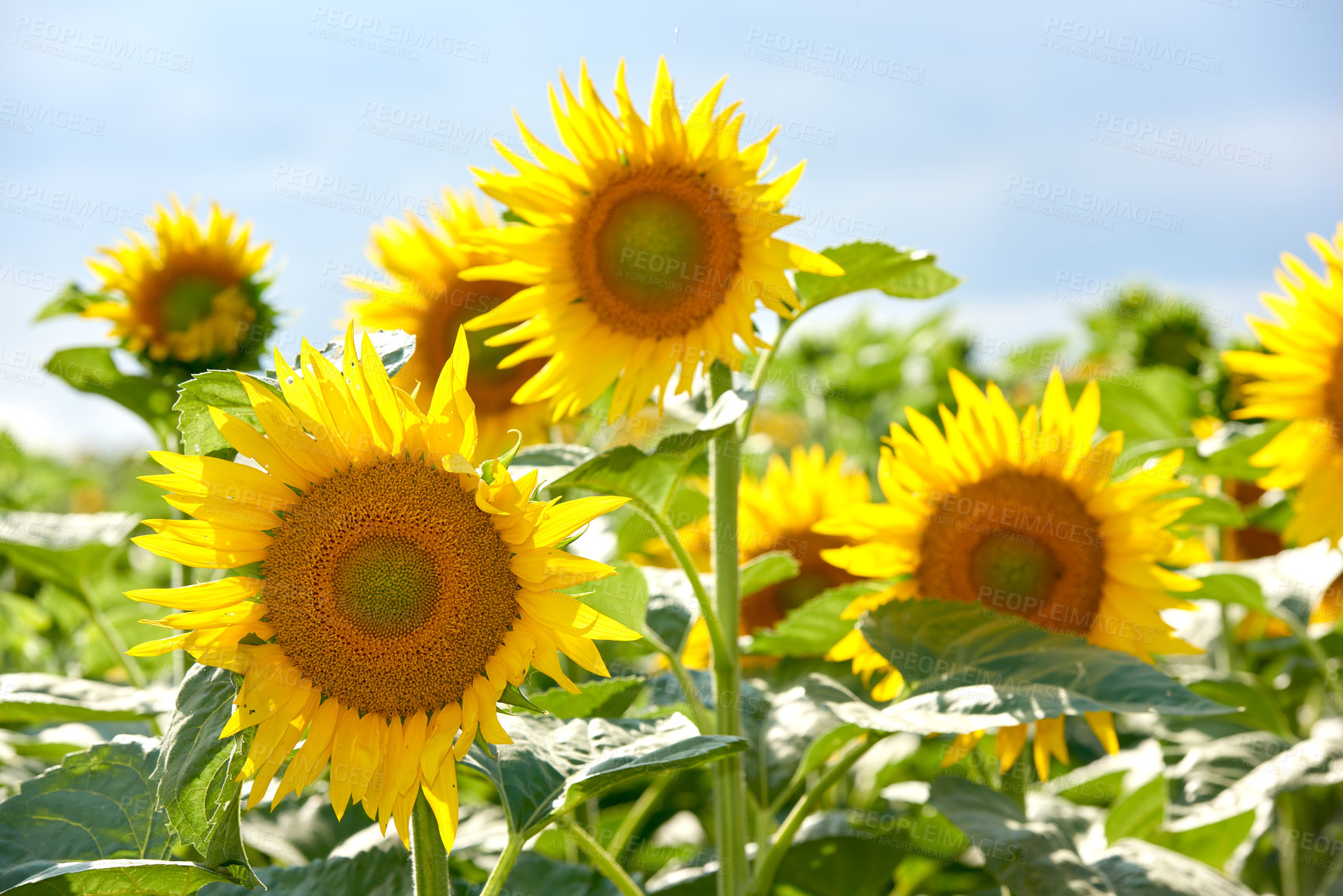 Buy stock photo Sunflowers growing in a garden against a blurred nature background in summer. Yellow flowering plants beginning to bloom on a green field in spring. Bright flora blossoming in a meadow on a sunny day