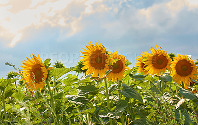 Buy stock photo Closeup of beautiful sunflowers growing in a sunny park with copyspace. Zoom in on details, patterns and texture of bright, vibrant nature in a peaceful garden, harmony in calming and zen flowerbeds