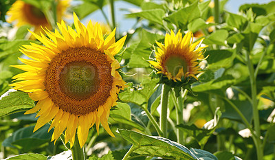 Buy stock photo Sunflowers growing in a garden against a blurred nature background in summer. Yellow flowering plants beginning to bloom on a green field in spring. Bright flora blossoming in a meadow on a sunny day