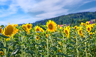 Buy stock photo Sunflowers on a sunny day